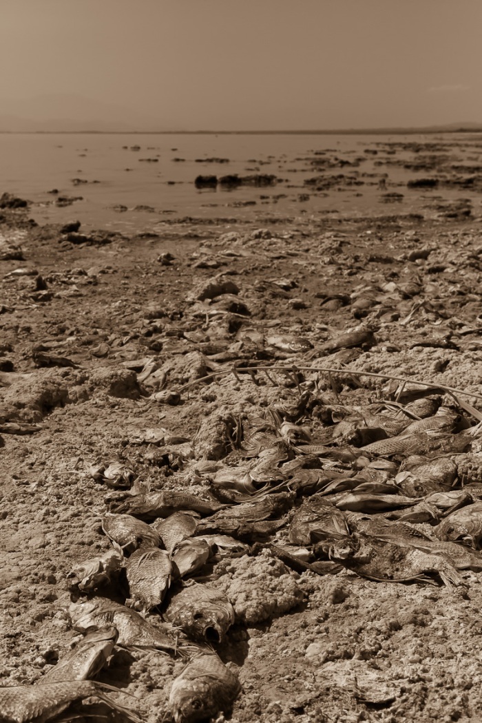 Salton Sea Coastline